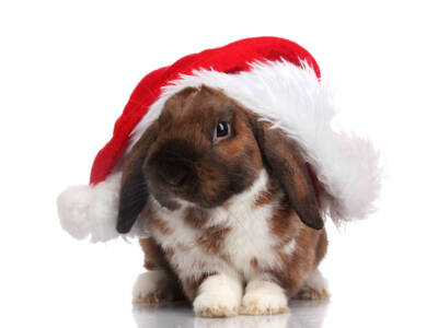 Un Coniglio Sotto l’Albero: Idea Regalo per Natale