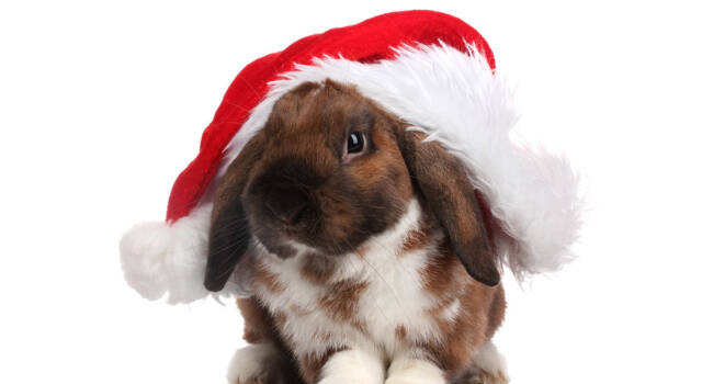Un Coniglio Sotto l&#8217;Albero: Idea Regalo per Natale