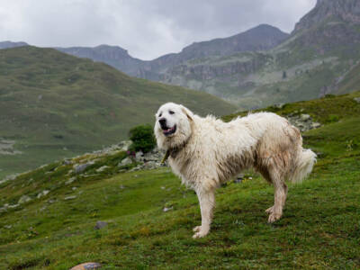 cane di montagna dei pirenei