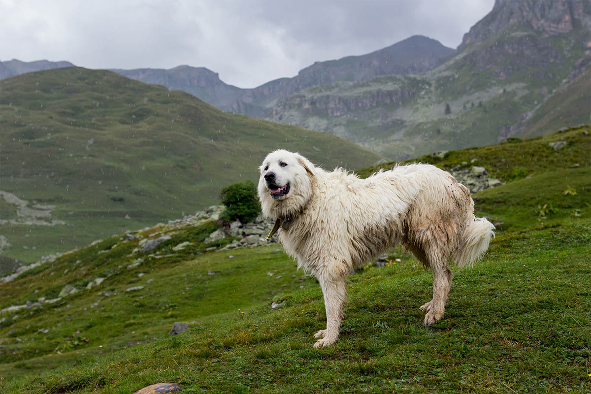 cane di montagna dei pirenei