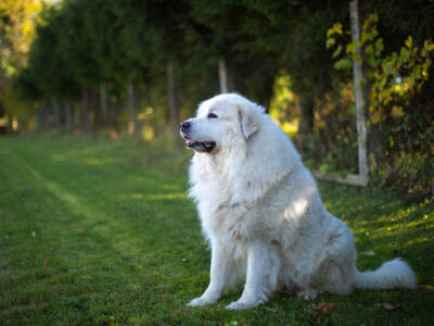 cane di montagna dei pirenei