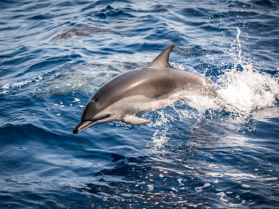 Il delfino rosa di Honk Kong rischia l’estinzione – VIDEO