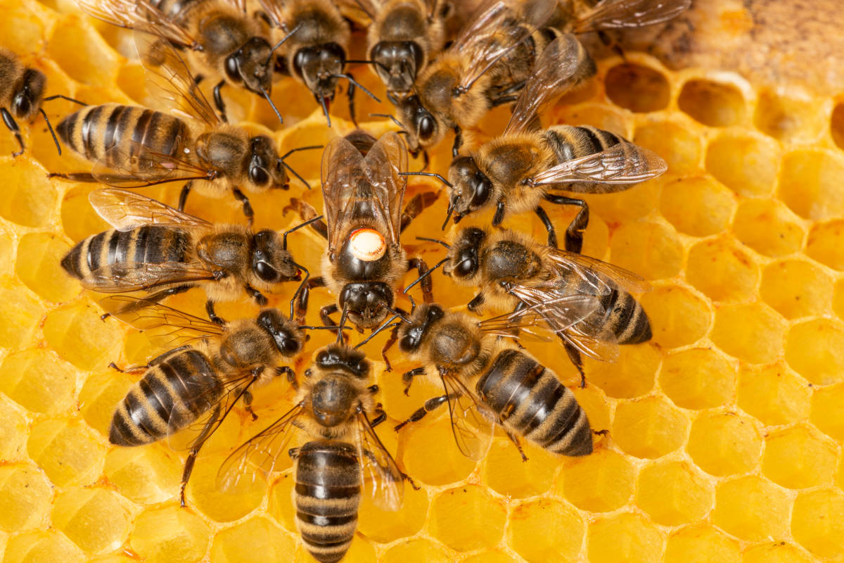 nido api ape regina