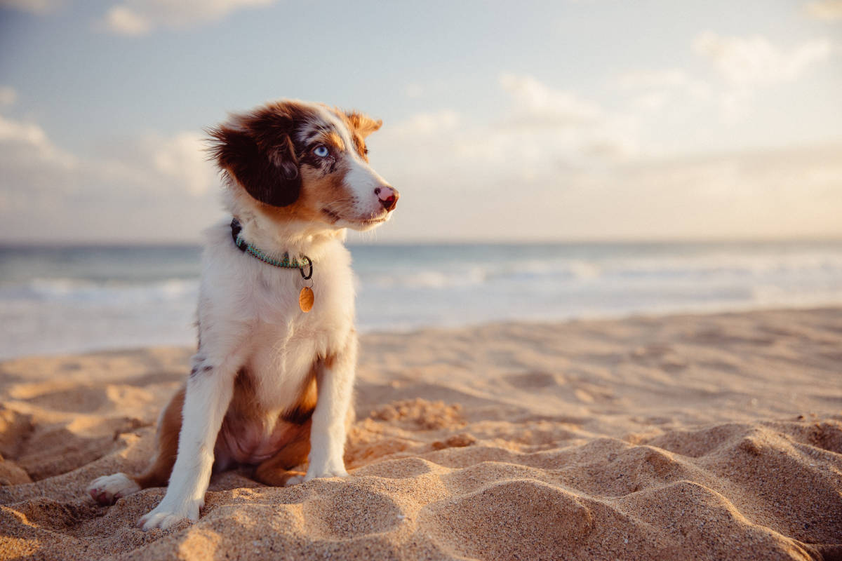 pastore australiano cane spiaggia