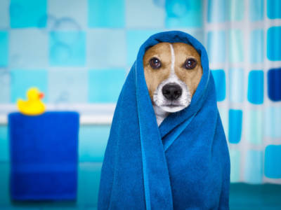 Come lavare il cane: ecco alcuni consigli utili