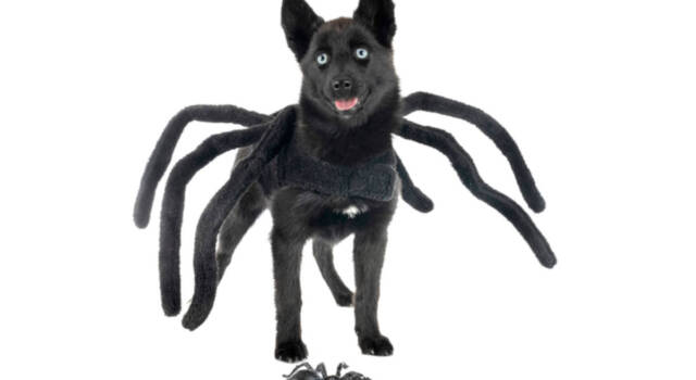 Un terrificante cane ragno terrorizza la gente