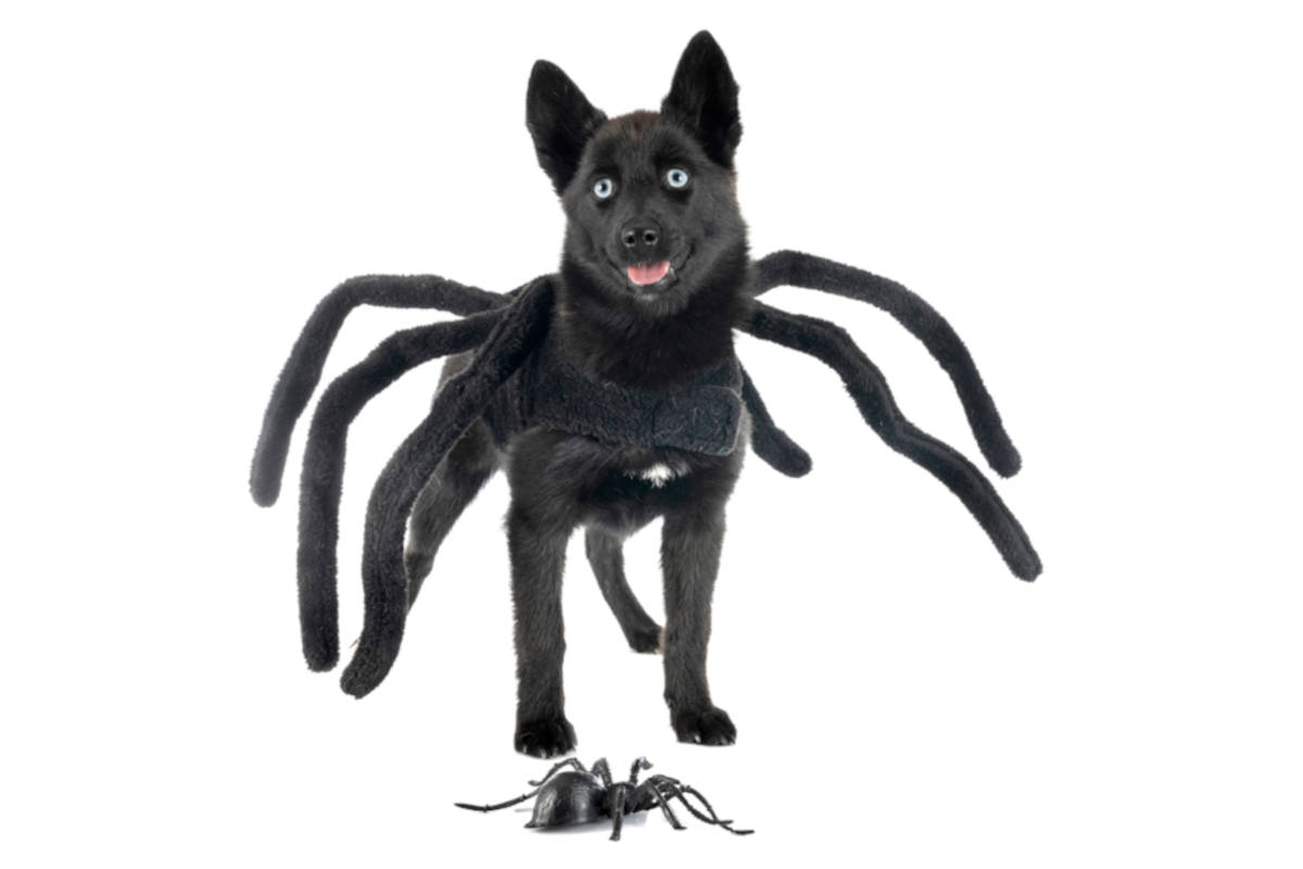costume cane halloween ragno