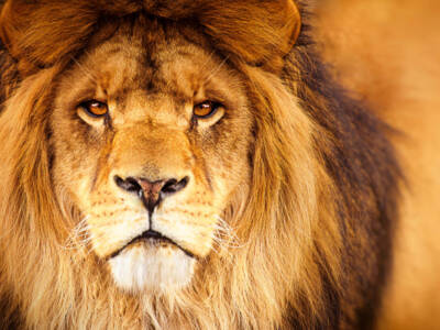Il leone Cecil ucciso nella savana da un dentista di Minneapolis