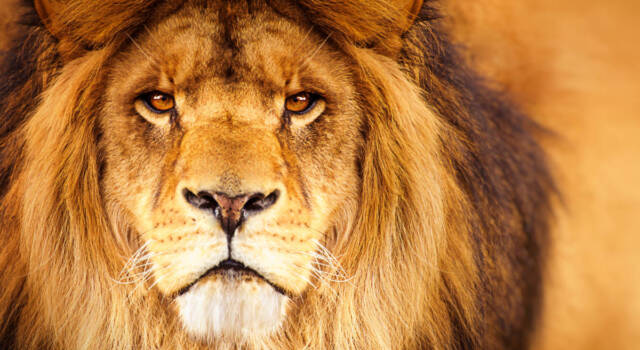 Il leone Cecil ucciso nella savana da un dentista di Minneapolis