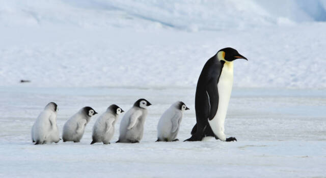 Storia di un bambino e un pinguino, lo spot di Natale che ha commosso il mondo!Guarda il video!