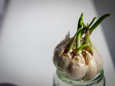 Benefici dell’aglio germogliato