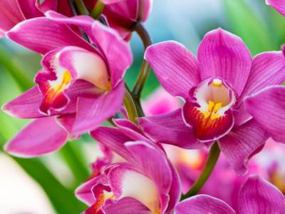 Come curare le orchidee al meglio? I consigli più utili, anche per potarle