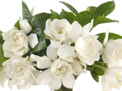 Il bouquet da sposa per un matrimonio civile? Ecco qualche consiglio