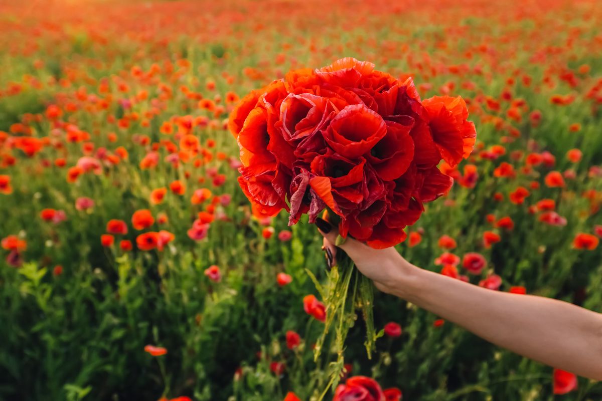 mazzo papaveri