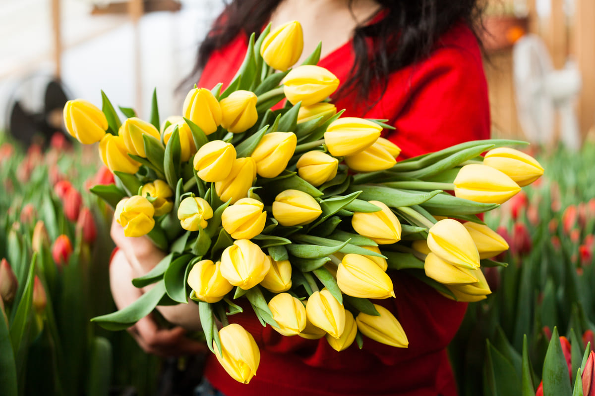 tulipani fiori bouquet