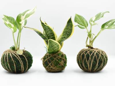 piante kokedama giapponesi