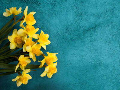 fiori narcisi gialli