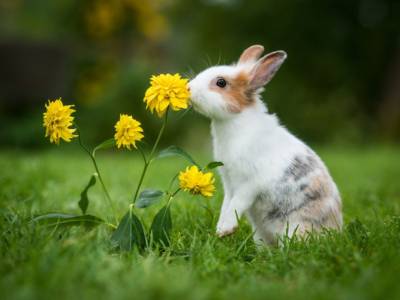 giardino coniglio fiore giallo