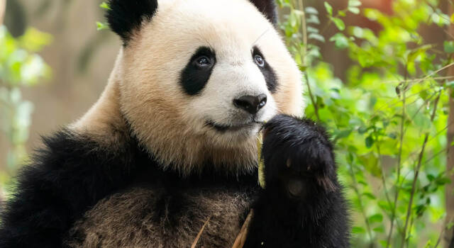 La panda Jia Jia festeggia 37 anni e batte il record di longevità