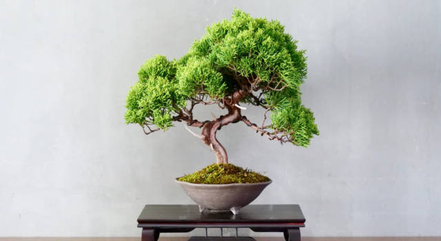 Cosa significa bonsai?