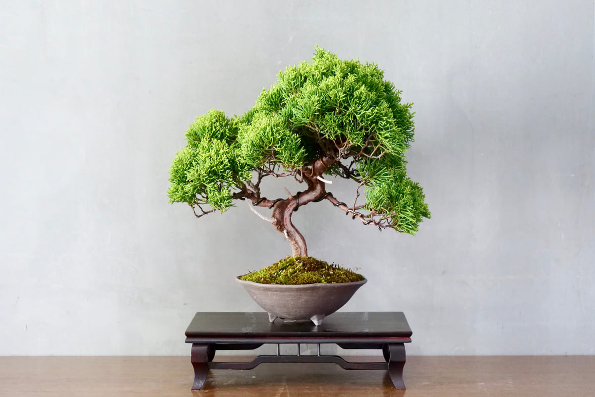 pianta bonsai