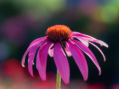 fiore echinacea