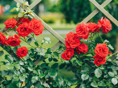 fiori rose rosse rampicanti