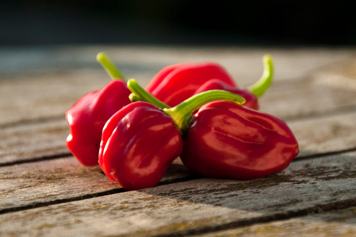 peperoncino habanero rosso