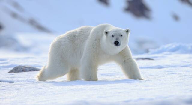 Il video Wwf  &#8220;Adotta un orso polare&#8221; realizzato per salvare le specie in pericolo &#8211; VIDEO