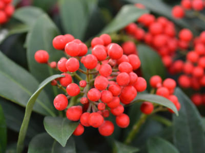 bacche skimmia
