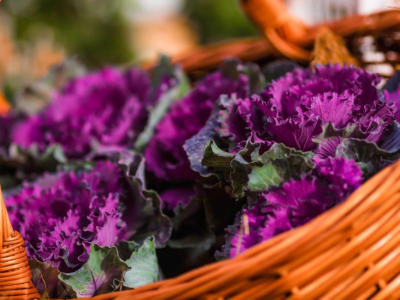 cesto cavoli ornamentali