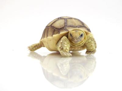 Come tenere una tartaruga in casa