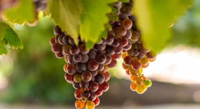 Dall&#8217;uva al vino: le fasi della vendemmia
