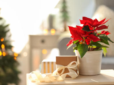 stella di natale vaso