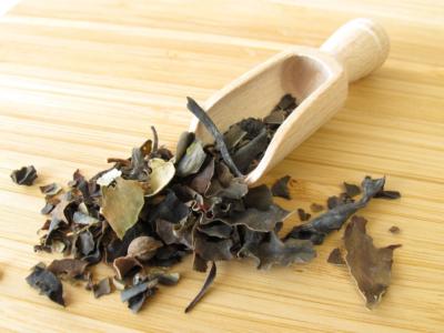 alga fucus essiccata