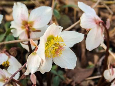 pianta fiore elleboro