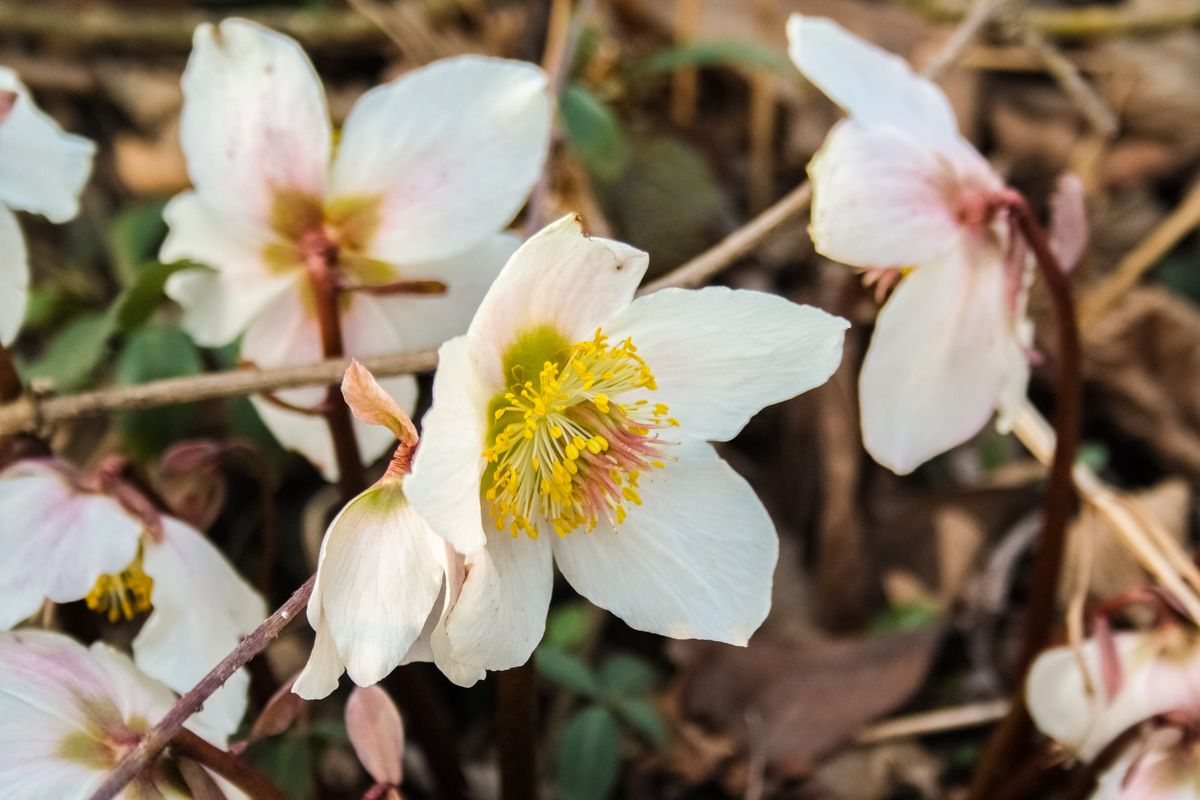pianta fiore elleboro