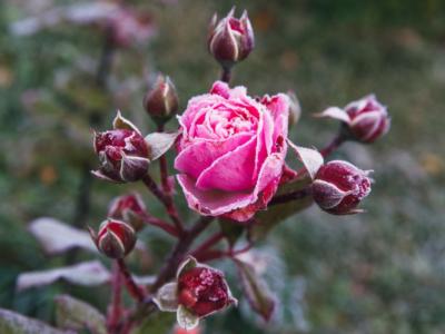 Rosa rosa scuro: cosa significa nel linguaggio dei fiori?