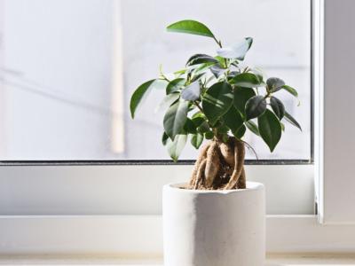 Quali sono le piante che purificano l’aria di casa?