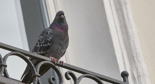 Come allontanare piccioni dal balcone