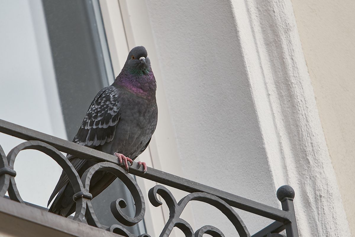 piccione sul balcone