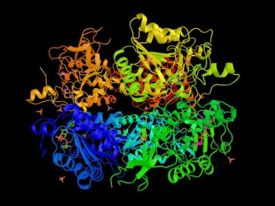 spirali colorate sirtuina