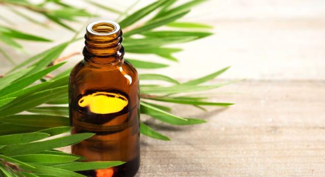 Come usare tea tree oil come antimicrobico per le mucose