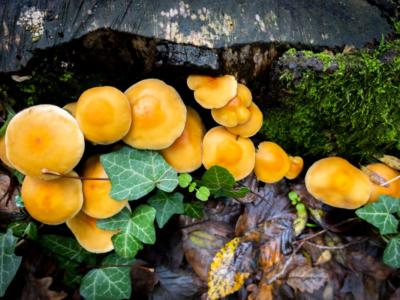 funghi gialli esotici