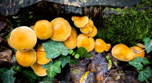 Quanti tipi di funghi: come riconoscerli quelli commestibili e quelli velenosi