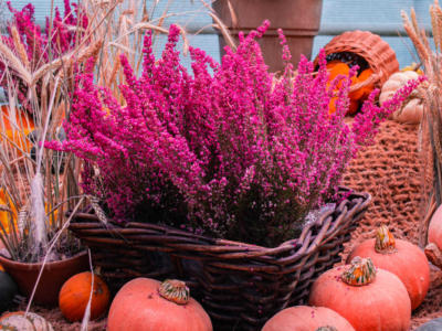 pianta erica viola zucche