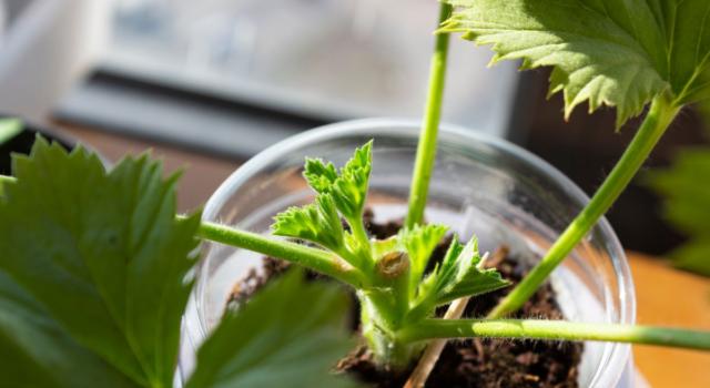 Come coltivare germogli in vetro