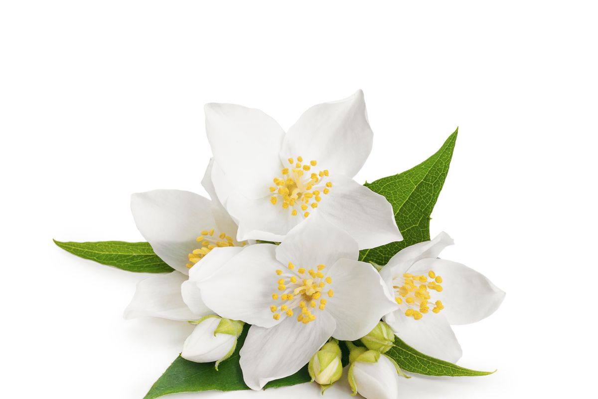 fiori bianchi gelsomino