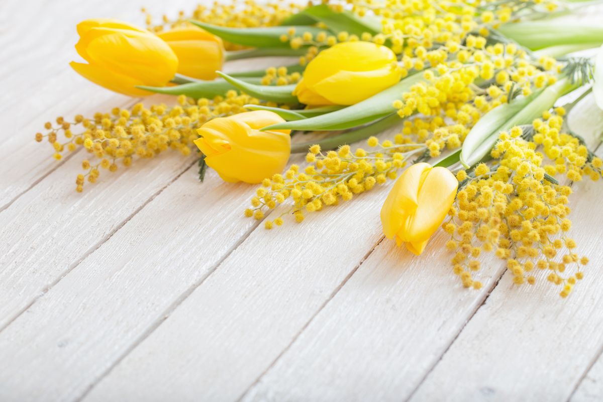 tulipani gialli e mimose