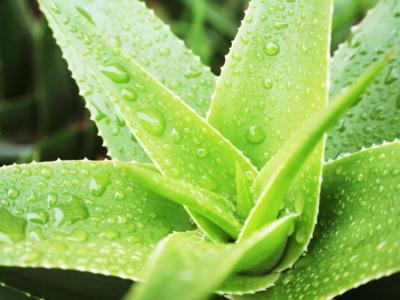 L’Aloe vera, la pianta miracolosa dai mille usi e benefici